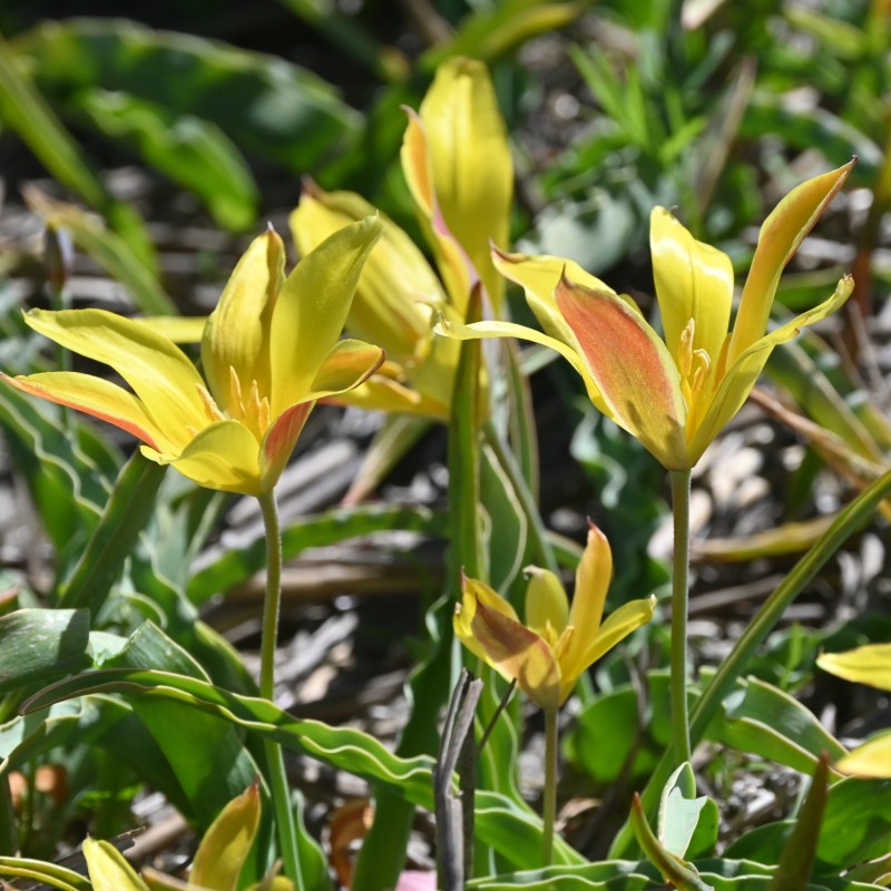 Tulipa kolpakowskiana