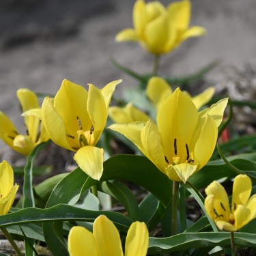 Tulipa lemmersii