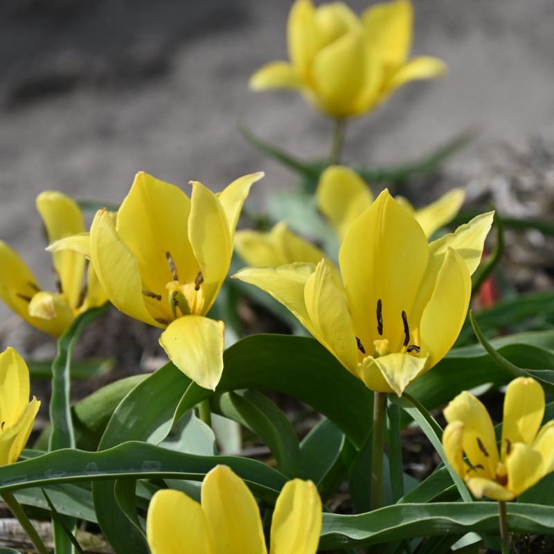 Tulipa lemmersii