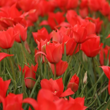 Tulipa linifolia