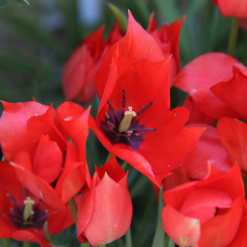 Tulipa linifolia