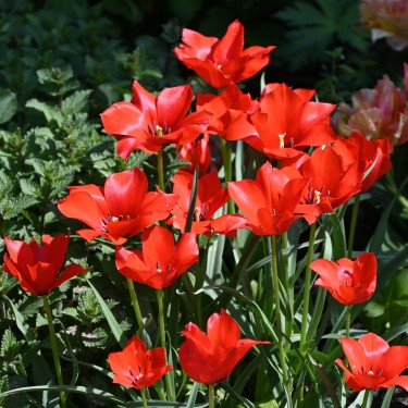 Tulipa linifolia
