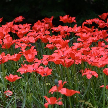 Tulipa linifolia
