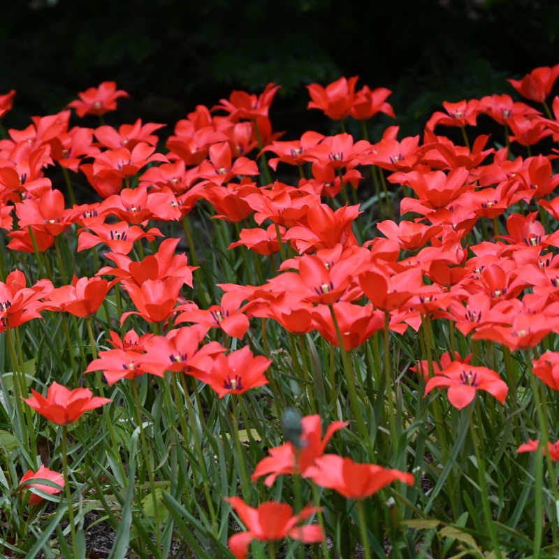 Tulipa linifolia