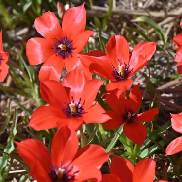 Tulipa linifolia