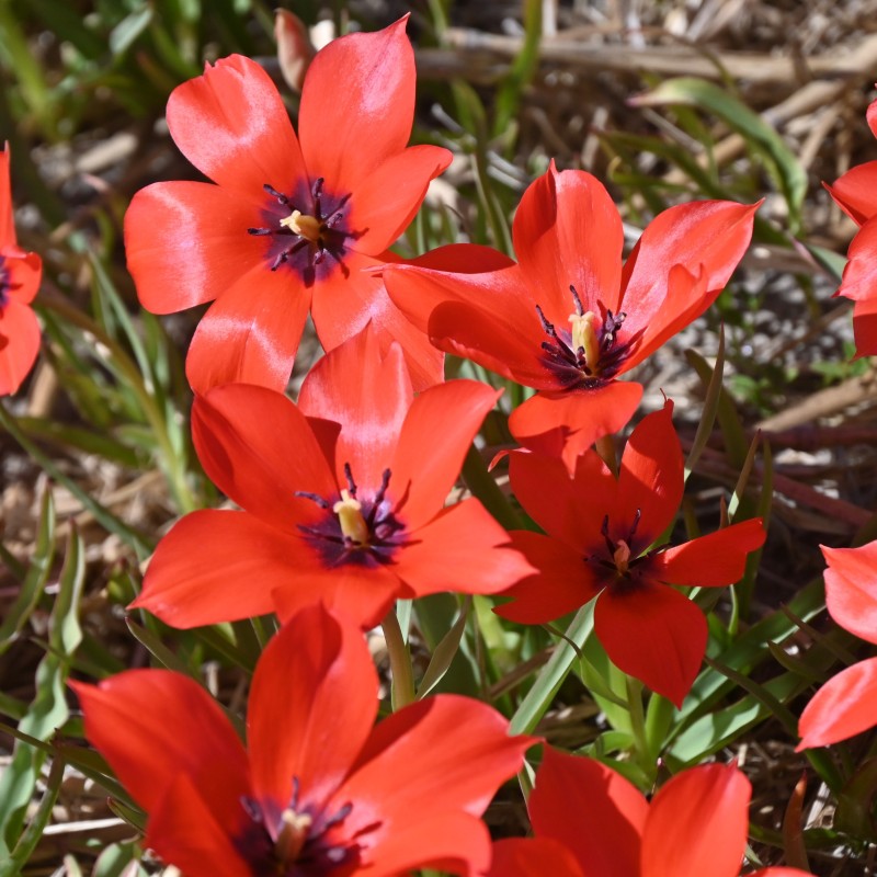 Tulipa linifolia