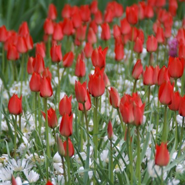 Tulipa linifolia