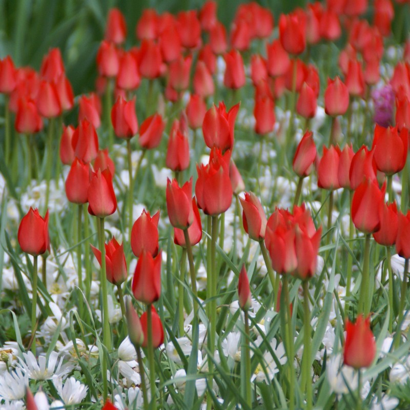 Tulipa linifolia