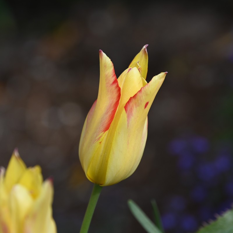 Tulipa mauritiana 'Cindy'