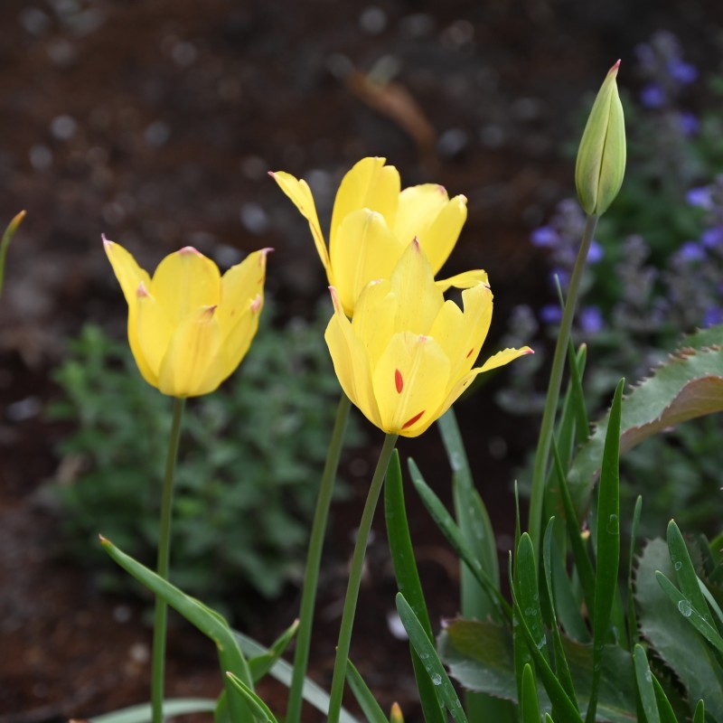 Tulipa mauritiana 'Cindy'