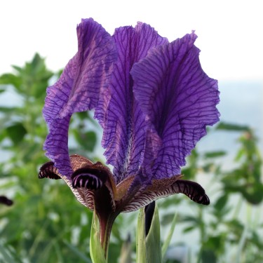 Iris paradoxa 'Atrata'