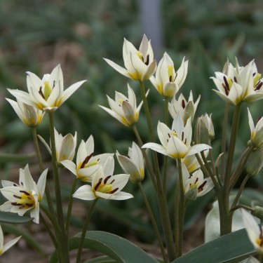 Tulipa orthopoda Tulipa orthopoda