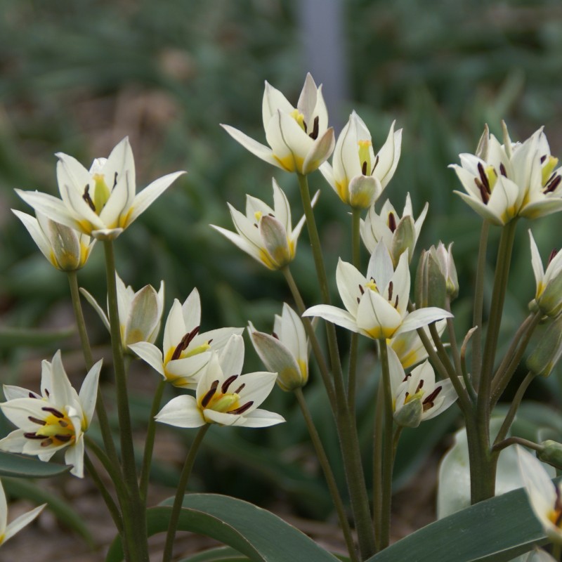 Tulipa orthopoda Tulipa orthopoda
