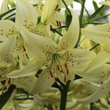 Lilium 'Sweet Surrender'