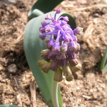 Muscari mirum