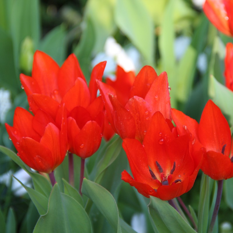 Tulipa praestans 'Füsilier'
