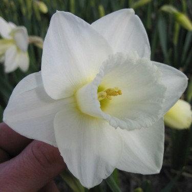 Narcissus 'Creation'