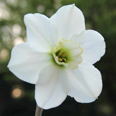 Narcissus 'Emerald Green'