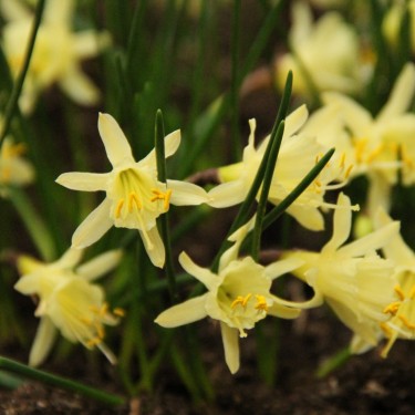 Narcissus hedraeanthus
