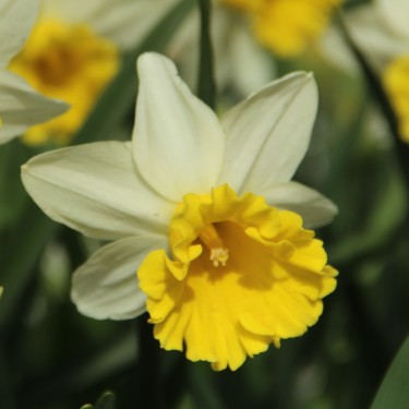 Narcissus 'Wisley'