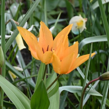 Tulipa praestans 'Shogun'