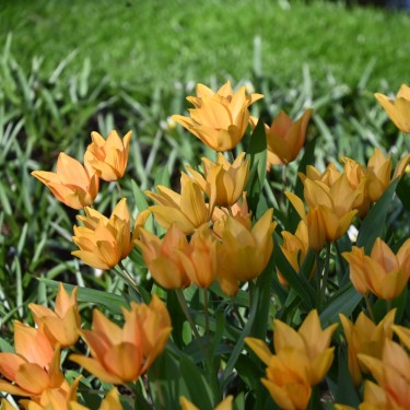 Tulipa praestans 'Shogun'
