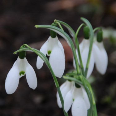 Galanthus 'Ruth Birchall'
