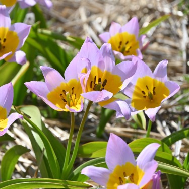 Tulipa saxatilis