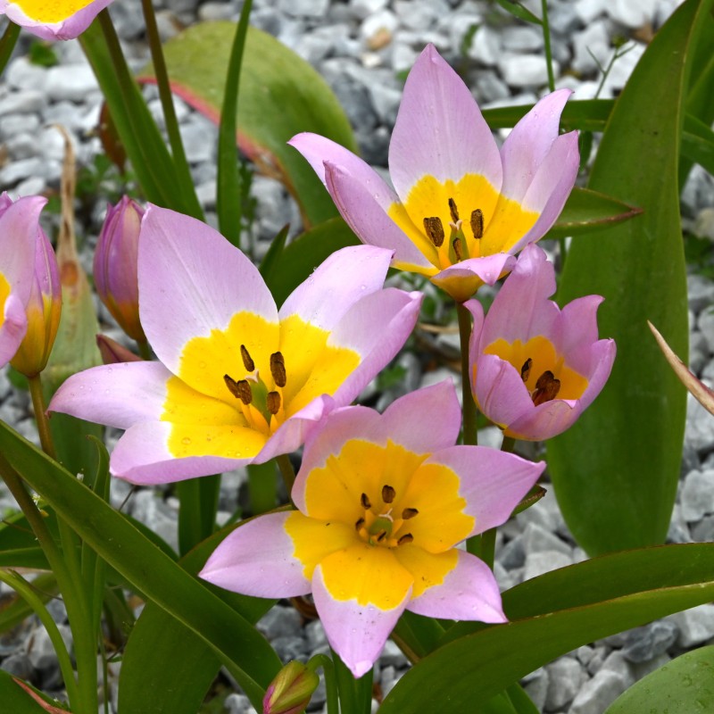 Tulipa saxatilis