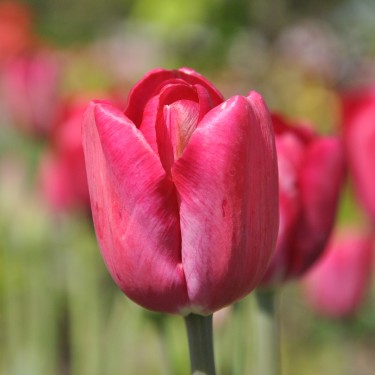 Tulipa 'Gloria'