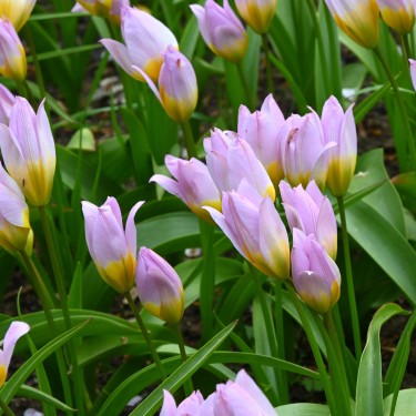 Tulipa saxatilis