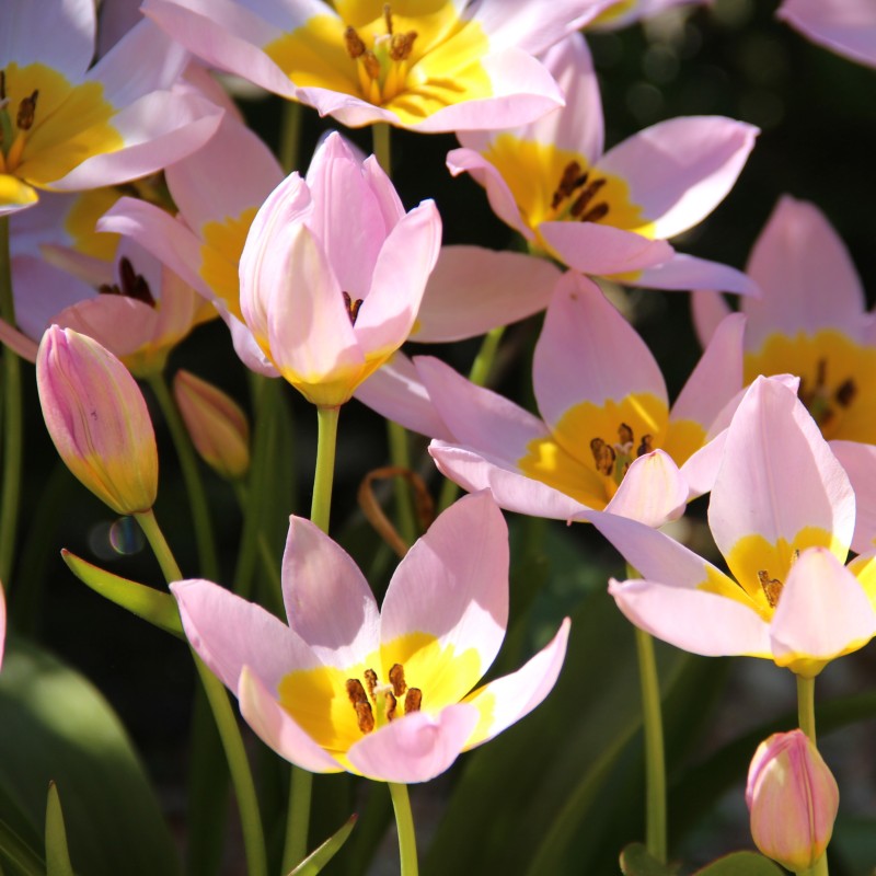 Tulipa saxatilis