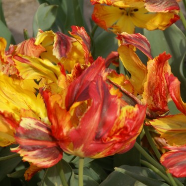 Tulipa 'Markgraaf'