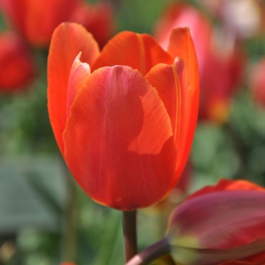 Tulipa 'Orange King'