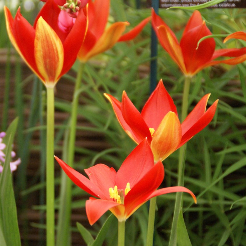 Tulipa sprengeri