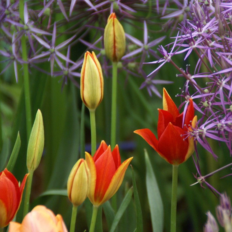 Tulipa sprengeri