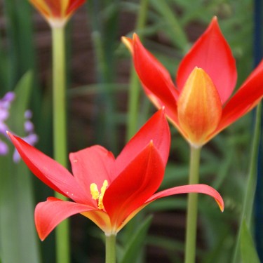 Tulipa sprengeri