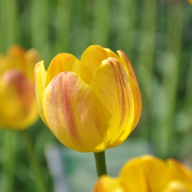 Tulipa 'Roi Soleil'