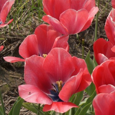 Tulipa 'Mayflower'