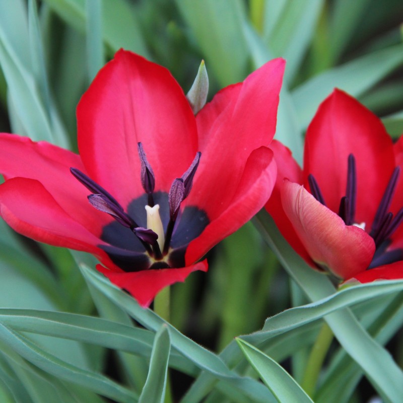 Tulipa stapfii