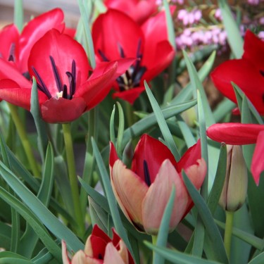 Tulipa stapfii