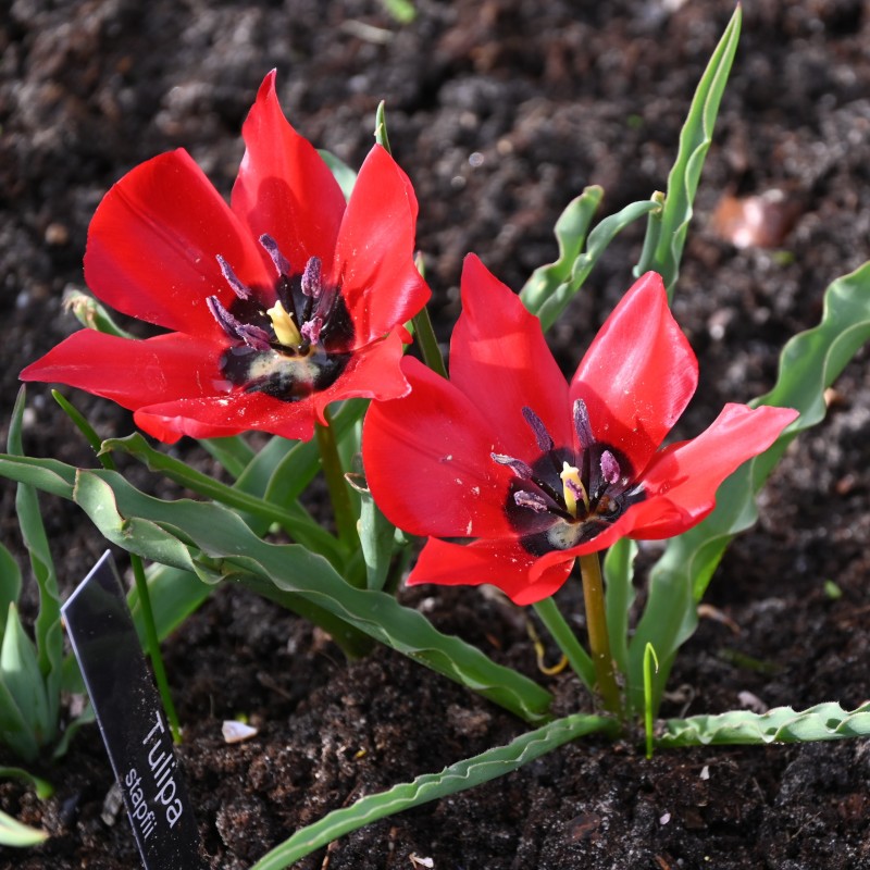 Tulipa stapfii