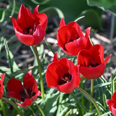 Tulipa stapfii