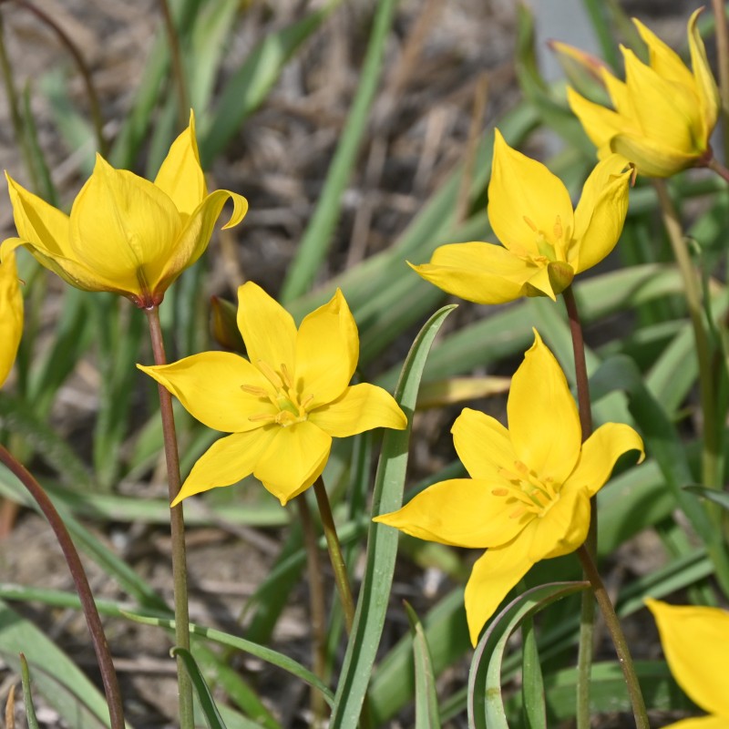 Tulipa sylvestris Tulipa sylvestris