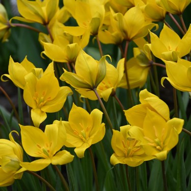 Tulipa sylvestris Tulipa sylvestris