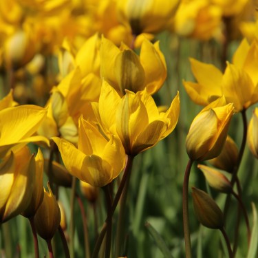 Tulipa sylvestris Tulipa sylvestris
