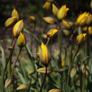 Tulipa sylvestris Tulipa sylvestris