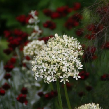 Allium nigrum