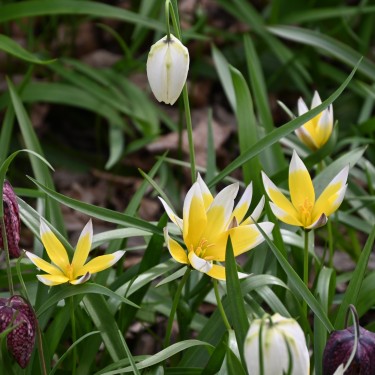 Tulipa tarda