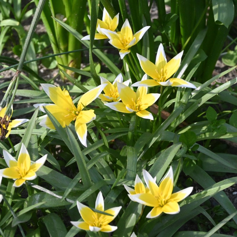 Tulipa tarda